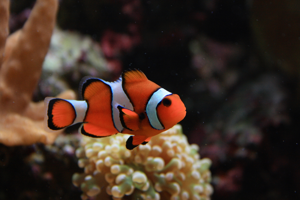 The ocellaris clownfish (Amphiprion ocellaris), also known as the false percula clownfish or common clownfish, is a marine fish belonging to the family Pomacentridae, which includes clownfishes and damselfishes. 