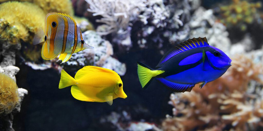 Top Picks for Your Tank: The Ultimate Reef Safe Fish Guide