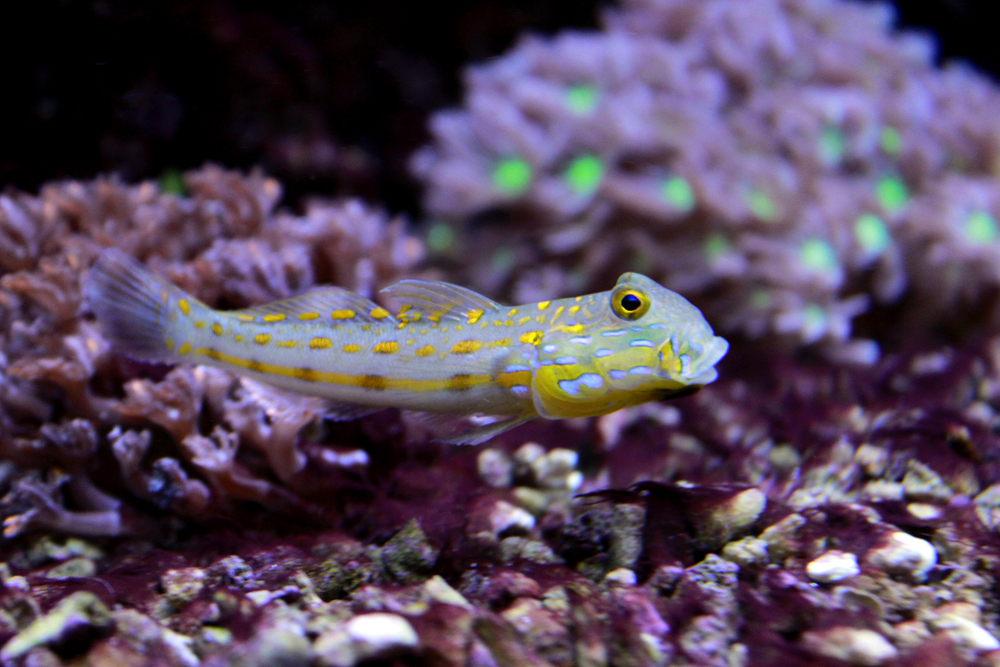 The scientific name for the sand goby is Pomatoschistus minutus. The sand goby is also called the polewig or pollybait. 