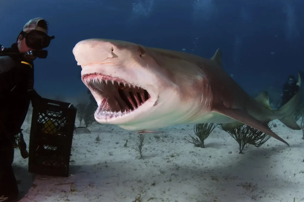 Are Lemon Sharks Dangerous? Separating Fact from Fiction