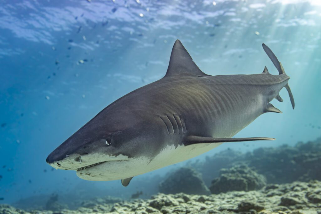 Are Tiger Sharks Aggressive? Unveiling the Truth Behind Their Fearsome Reputation