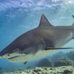Are Tiger Sharks Aggressive? Unveiling the Truth Behind Their Fearsome Reputation