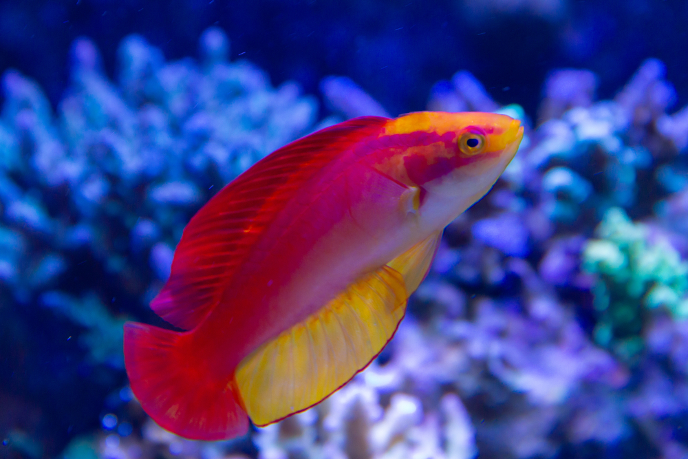 Flame Wrasse  (Cirrhilabrus jordani) endemic wrasse species of Hawaiian Islands