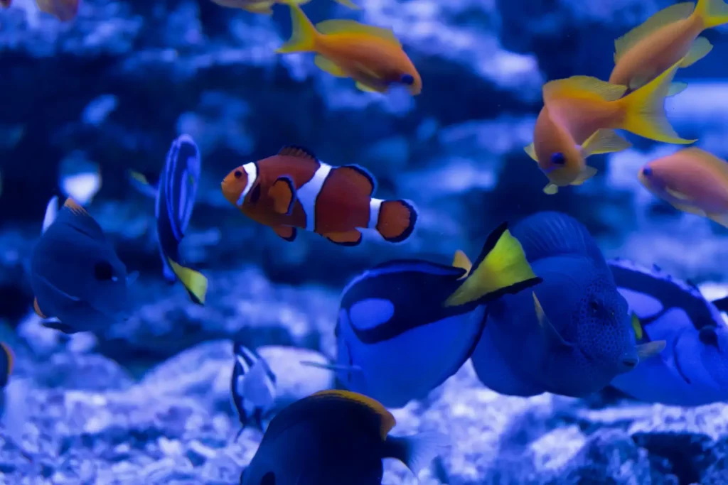 What do Clownfish Eat in Captivity?