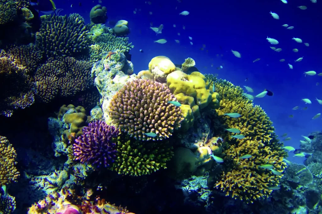 Corals Importance
