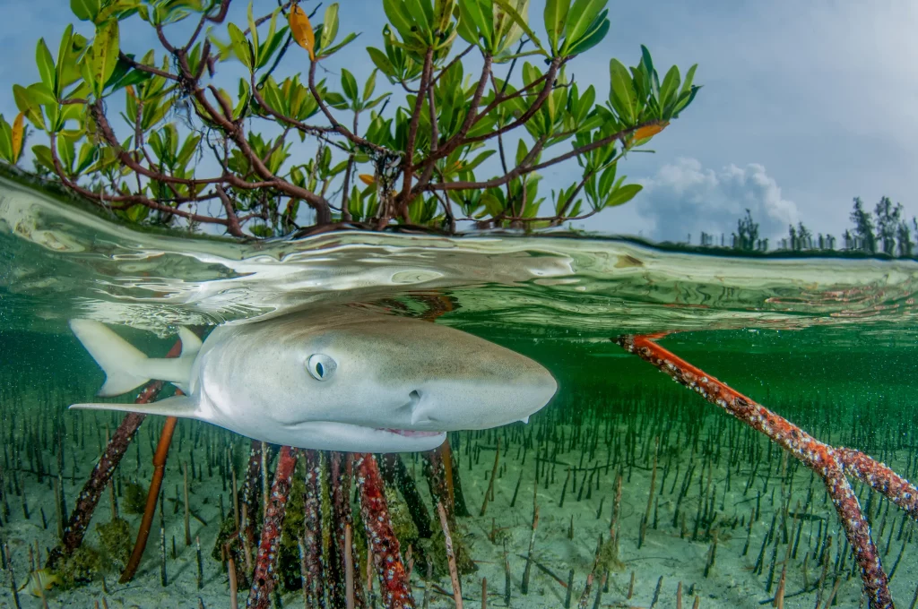 Lemon Sharks and Mangroves