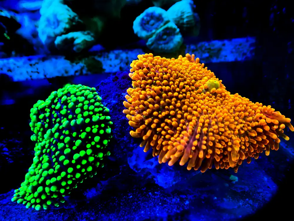 Mushrooms corals