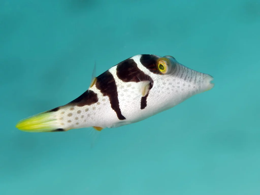 Reef Safe Puffer Fish: A Guide to Compatibility in Reef Tanks