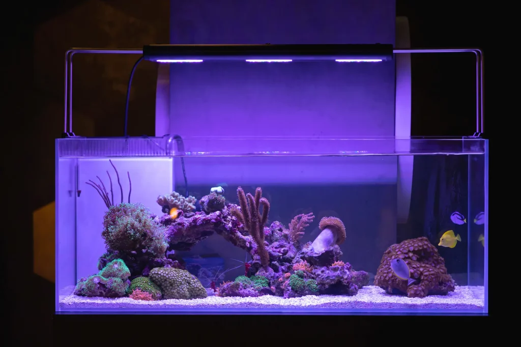 Starting Your Coral Reef Tank Journey: Essential Tips for Beginners