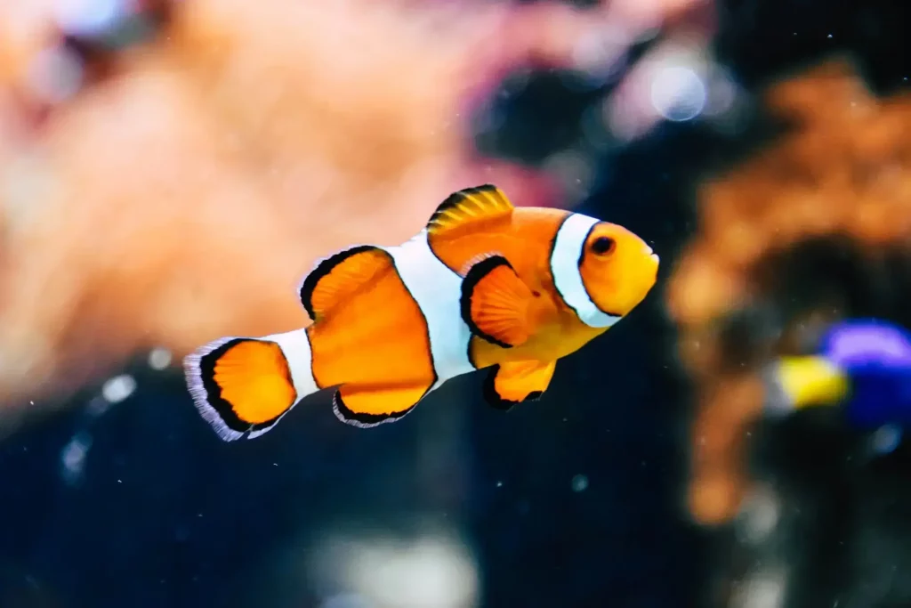What Do Clownfish Eat in Reef Tanks
