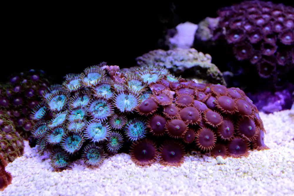 Zoanthids and Palythoas for coral tank