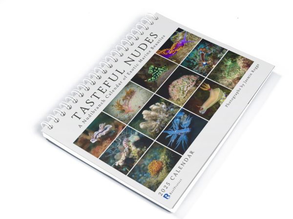 Tasteful Nudes – A Nudibranch Calendar of Exotic Marine Beauties - Image 3