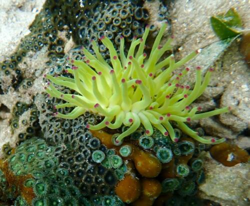 Bocas Del Toro Anemone Coral