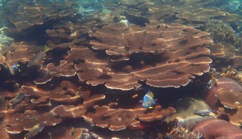 Elkhorn Coral
