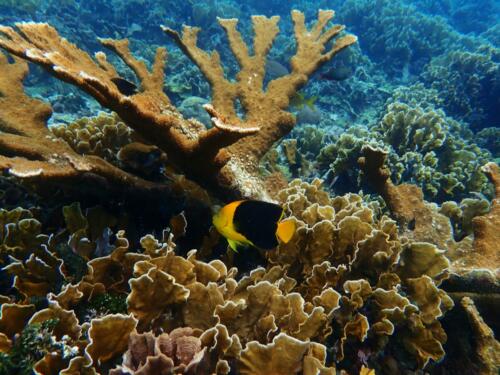 Elkhorn coral and butterfly fish